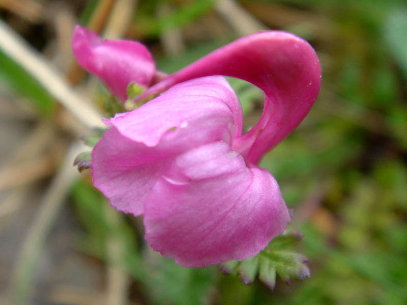 Pedicularis pyrenaica en fleurs dans les pelouses subalpines des Picos de Europa